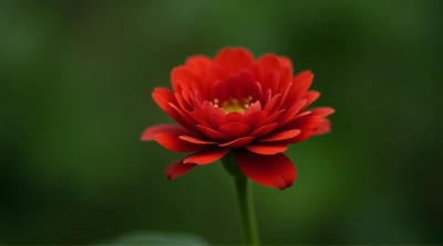 Crimson Flower Focus With Layered Petals