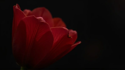 Crimson Flower Petal Close-Up With Veins