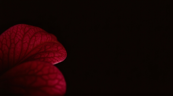 Close-up of a crimson flower petal showing detailed veins against a dark background.