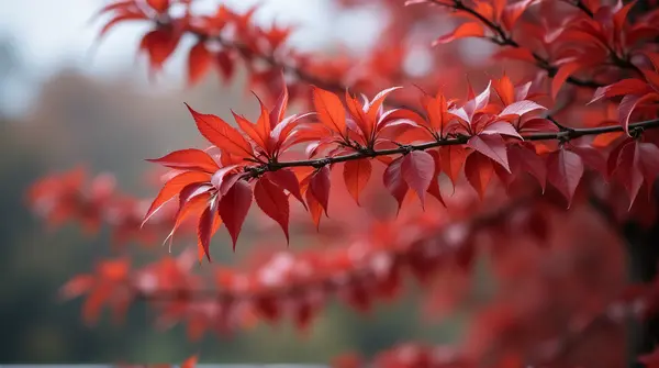 Crimson Leaves On Slender Branches In Soft Focus