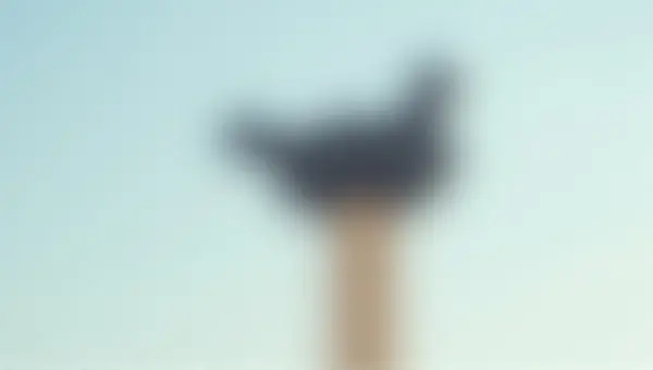 Dark Feathered Animal Resting On Painted Post