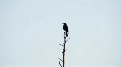 Dark Feathered Bird Resting On Leafless Plant Limb