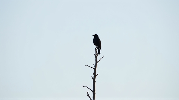 A dark-feathered bird resting on a slender limb of a tall leafless plant against a clear sky.