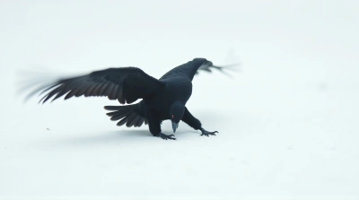 Dark Feathered Raptor In Mid Glide