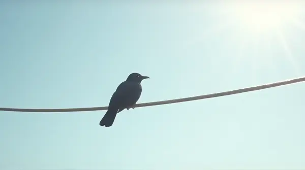 Dark Feathery Perch Under Clear Sky