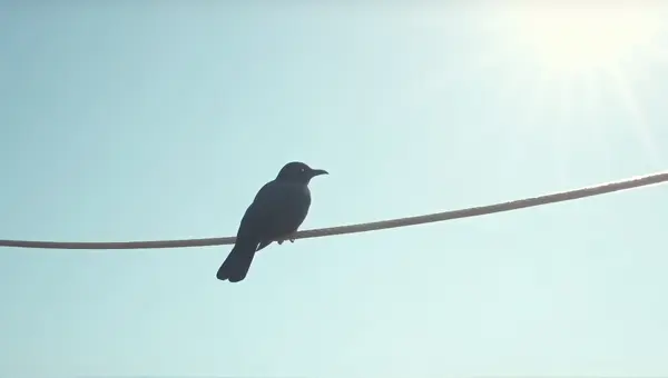 Dark Feathery Perch Under Clear Sky