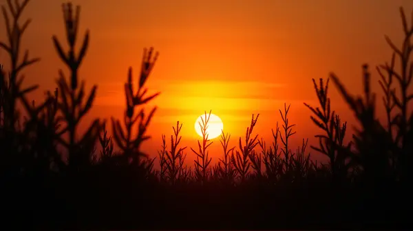 Dark plant outlines contrast against a glowing amber and crimson horizon with layered shadows and light.