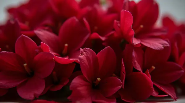 Deep Crimson Blooms Close-Up Texture Detail