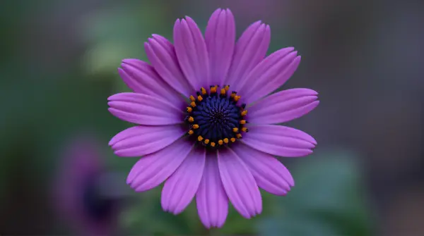 Deep Purple Flower Close-Up Focused Detail