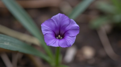 Deep Purple Flower With Delicate Petals Closeup