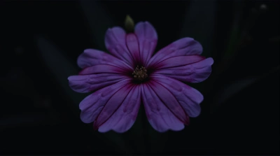 Deep Violet Single Bloom With Intricate Veining