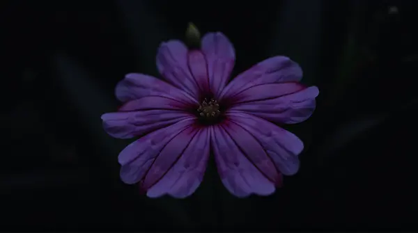 Deep Violet Single Bloom With Intricate Veining