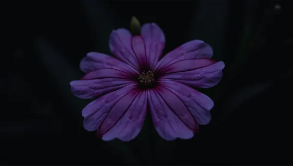 Deep Violet Single Bloom With Intricate Veining
