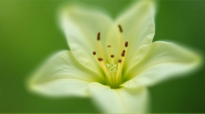 Delicate Pale Petals And Stamens Close-Up