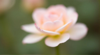 Delicate Pale Pink Ivory Blossom Miniature Effect