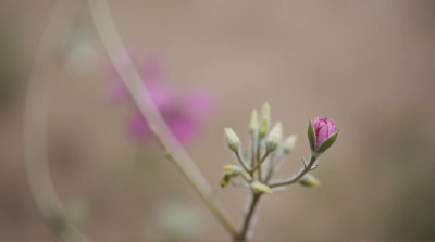 Delicate Pink Botanical Texture Contrast Close-Up