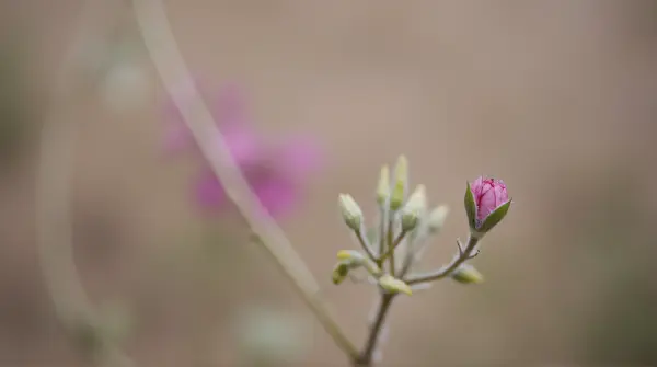 Close-up of a delicate pink botanical subject with textured petals against a blurred background