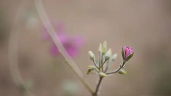 Delicate Pink Botanical Texture Contrast Close-Up