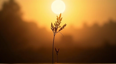 Delicate Plant Silhouette With Soft Amber Light