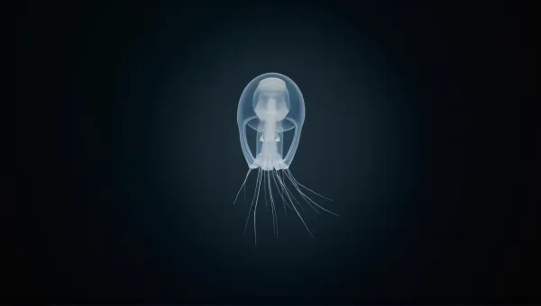 Delicate Transparent Cubomedusan With Graceful Appendages