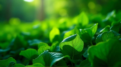 Dense Emerald Leaves Texture Close-Up