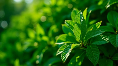 Dense Emerald Tree Foliage With Sunlight Shadows