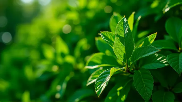 Close-up of dense emerald tree foliage with sunlight filtering through creating intricate shadows