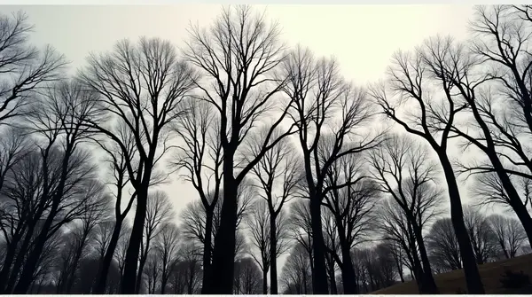 Detailed dark outlines of densely clustered tree branches against a pale sky from a low angle