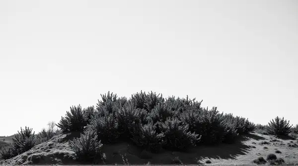 Monochrome image showing thick green foliage on a rugged hill beneath a clear sky