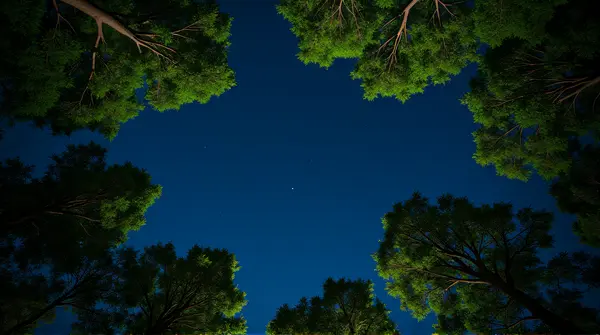 Dense Tree Canopy With Indigo Sky And Celestial Glow