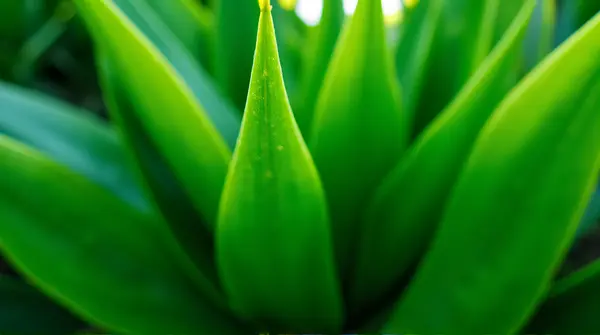 Close-up of overlapping broad vibrant foliage blades densely layered in the frame