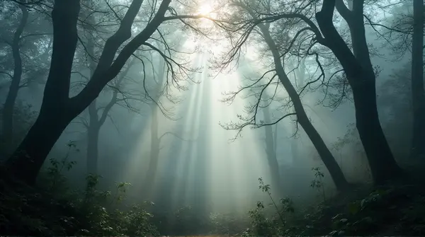 Dense Woodland Gray Haze Sunlight Rays
