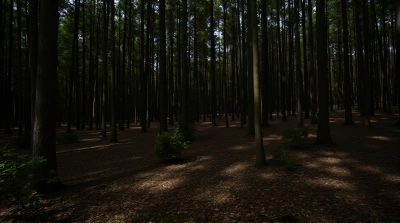 Dense Woodland With Slender Stems And Patterned Shadows