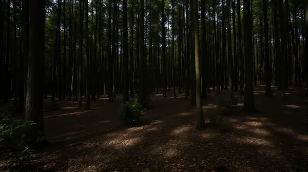 Low-angle view of dense woodland with many slender wooden stems and scattered foliage casting shadows on the forest floor