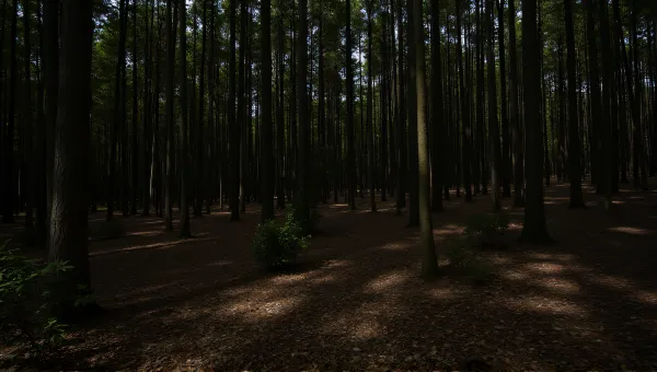 Dense Woodland With Slender Stems And Patterned Shadows