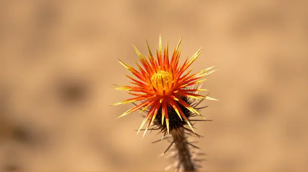 Desert Thorny Stem With Sharp Needles Macro