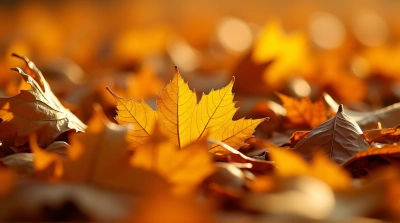 Detailed Fallen Leaves With Textured Veins Close-Up