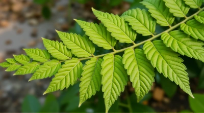 Detailed Veined Leaves Cluster In Outdoor Setting
