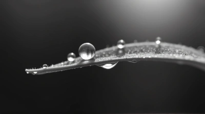 Dew Drops On Plant Blade In Soft Light