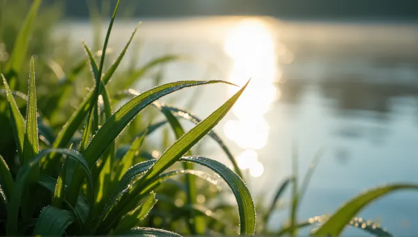 Dewy Grass Blades Near Shimmering Lake Texture