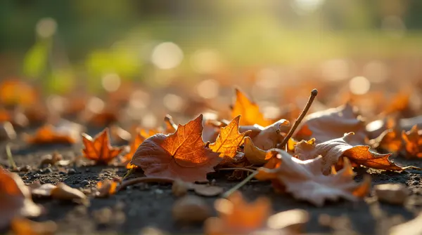 Dried Leaves Cluster On Sunlit Surface