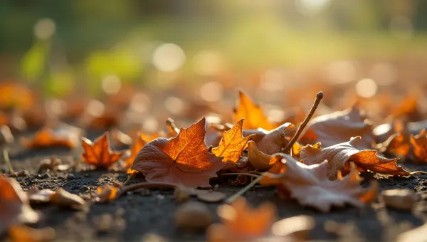 Dried Leaves Cluster On Sunlit Surface