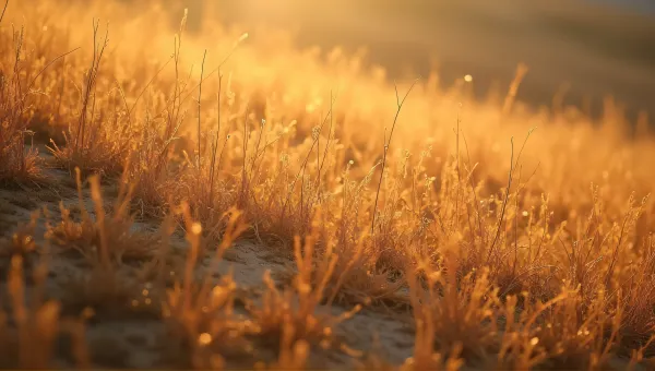 Dry Amber Grass Blades With Soft Light Shadows