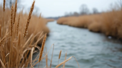 Dry Tan Grass Blades By Flowing Waterway