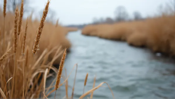 Dry Tan Grass Blades By Flowing Waterway