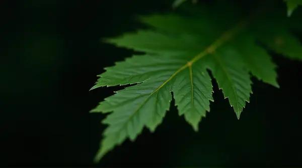 Detailed close-up of a single emerald foliage blade showing intricate patterns and soft shadows on a dark background.
