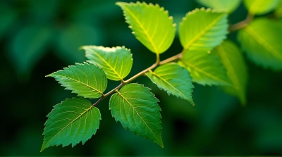 Emerald Foliage Cluster With Soft Ambient Light