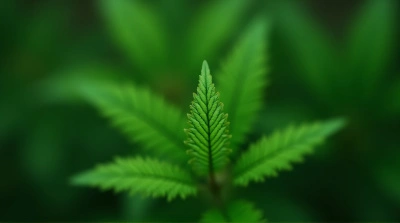Emerald Foliage Detail With Serrated Edges