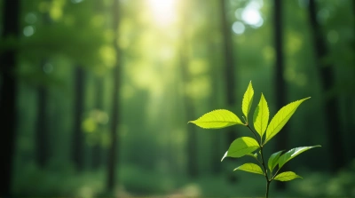 Emerald Foliage Sunlight Shadows Forest
