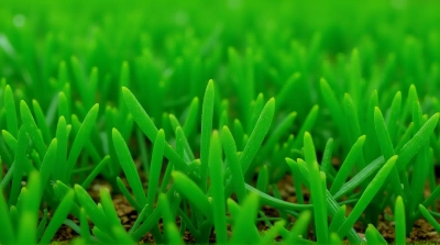 Emerald Ground Cover With Textured Leaves Close-Up